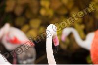 Head texture of pink flamingo 0002